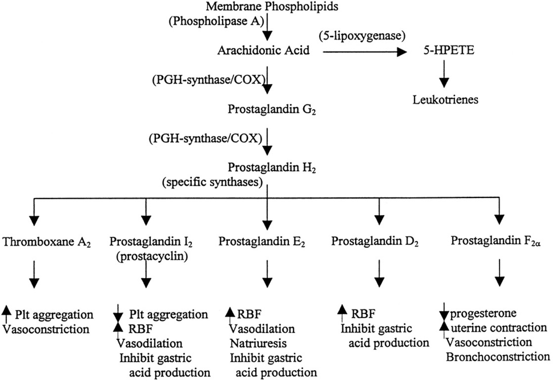 Membrane Phospholipids