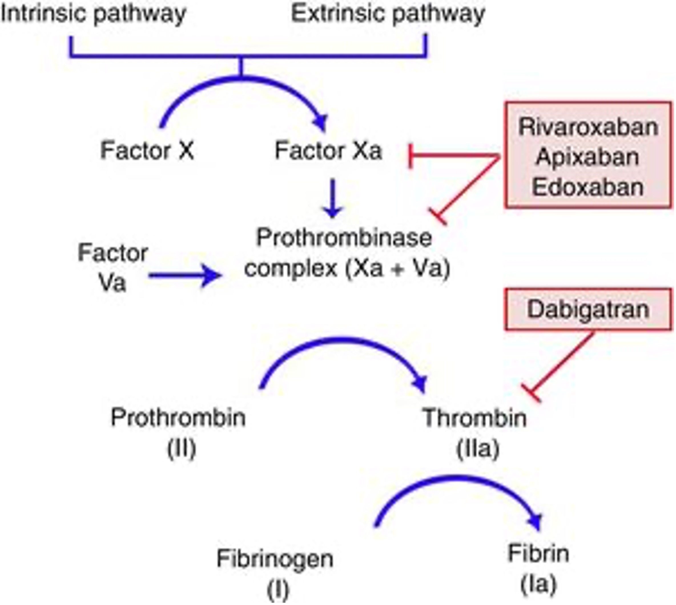 DOACs Mechanism of Action